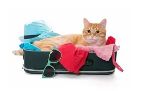 como levar seu animal de estimacao para Portugal - nacionalidade portuguesa01